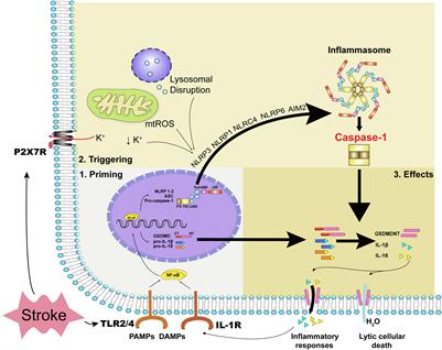 Caspase-1: A Promising Target for Preserving Blood–Brain Barrier Integrity in Acute Stroke